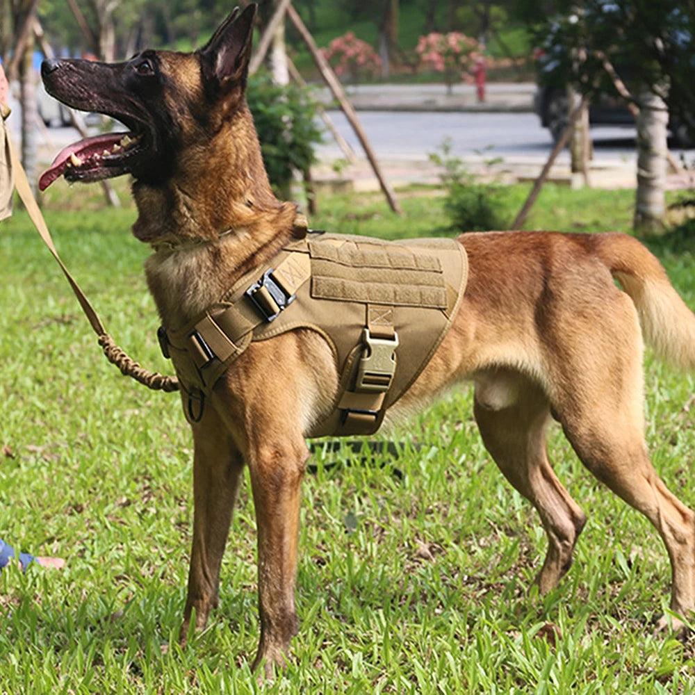 Large Dog Harness & Leash Set for Training