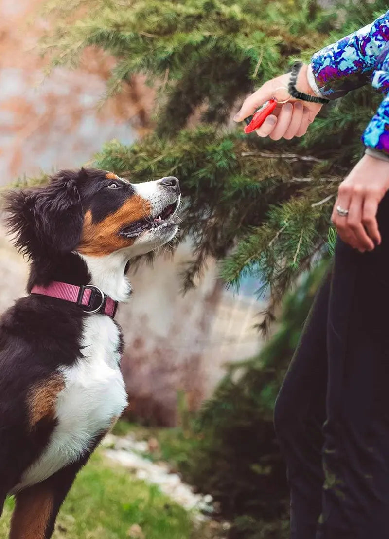 Pet Training Clicker – Adjustable Wrist Strap & Keychain