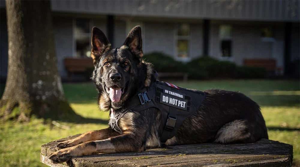 Large Dog Harness & Leash Set for Training
