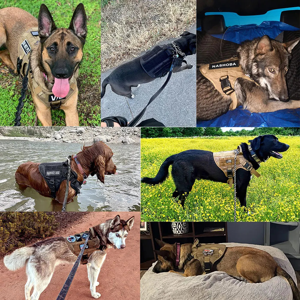 Large Dog Harness & Leash Set for Training