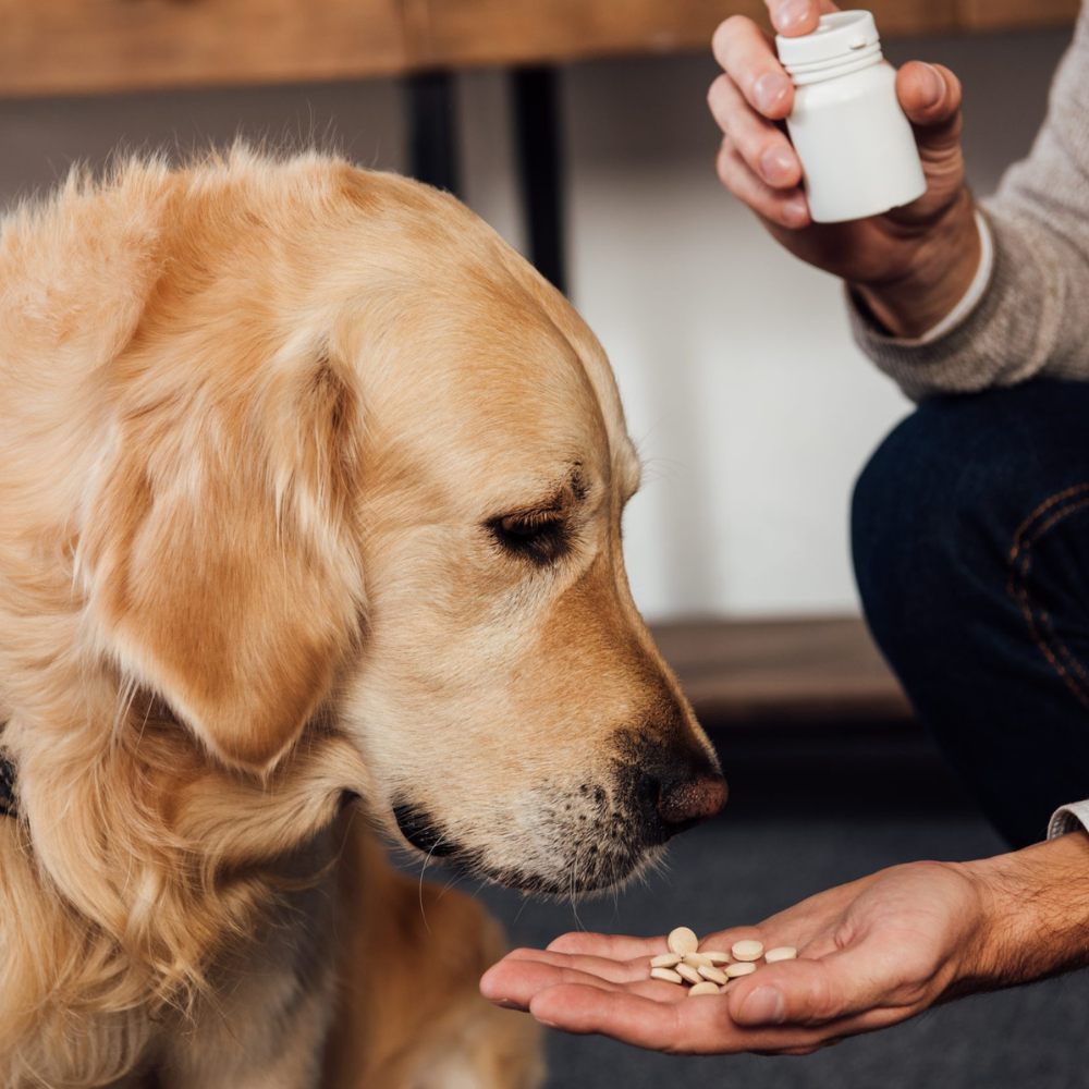 Pet Health And Wellness Products
